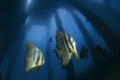   Under jetty  